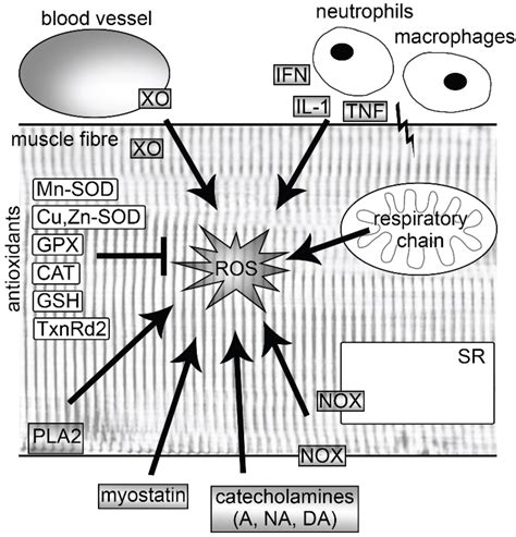 Biomolecules Free Full Text Impact Of Oxidative Stress On