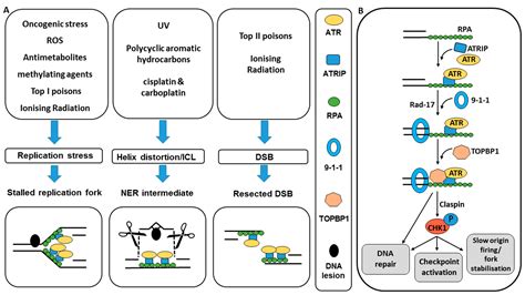 Cancers Free Full Text Targeting The Atr Chk1 Axis In Cancer Therapy