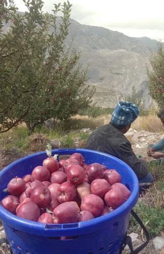 Himachali A Grade Royal Delicious Red Apple Packaging Size 20 Kg