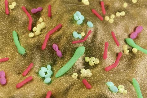 Your Gut Flora How It Impacts Your Health