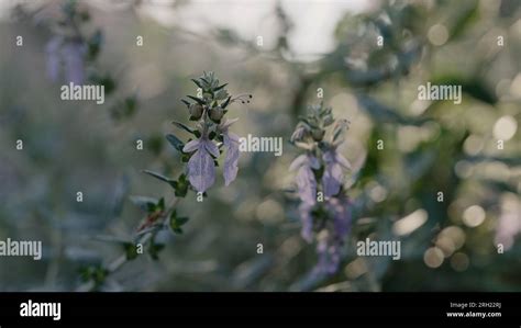 Teucrium Fruticans Close Up Shot Wide Photo Stock Photo Alamy