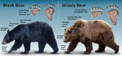 BLACK BEAR VS GRIZZLY BEAR : r/coolguides