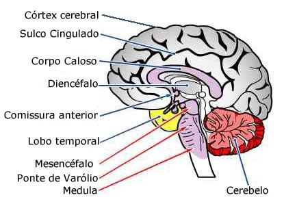 C Rebro Humano Anatomia Do Sistema Nervoso Central Infoescola