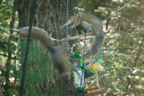 Squirrel fight : r/squirrels