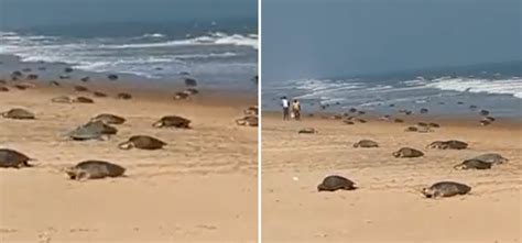 Olive Ridley Turtles Show Up At Odisha Beach For Mass Nesting