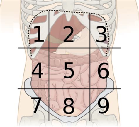 Medical Terminology Chapters 1 2 PACE Flashcards Quizlet