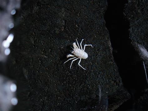 ANIMALES ÚNICOS QUE HABITAN EN CUEVAS LO QUE HACEMOS EN LAS SOMBRAS