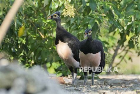 Burung Maleo Satwa Endemik Sulawesi Yang Terancam Punah Republika Online