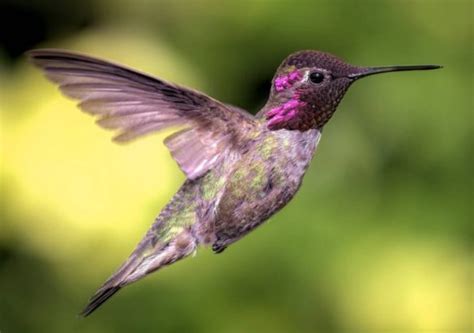 Leyenda maya del colibrí Origen y relación con la muerte