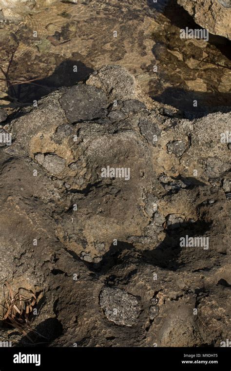 Spiagge Libere Da Inquinamento Immagini E Fotografie Stock Ad Alta