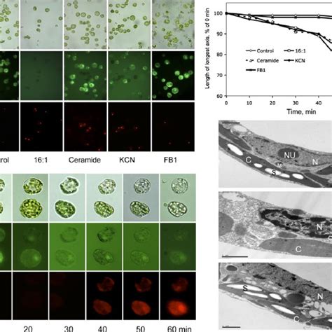 Effects Of Nigericin And Valinomycin On Tobacco Protoplasts