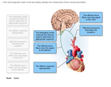 Ch15 Hw Autonomic Nervous System Flashcards Quizlet