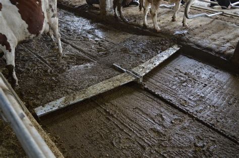 Automatic Manure Scraper Efficient Manure Management Agromasters