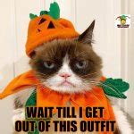 Grumpy Cat Halloween Meme Generator Imgflip