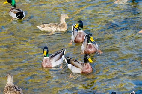 Los Patos Salvajes Nadan Alrededor Del Estanque En El Parque Foto Premium