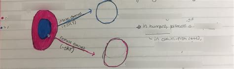 Sex Determination In Humans Diagram Quizlet