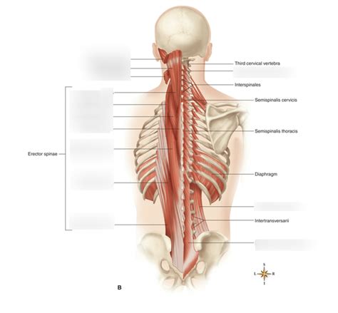 Anatomy Lab Practical One Diagram Two Diagram Quizlet