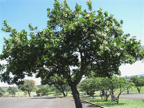 Árbol Laurel CaracterÍsticas Cultivo Cuidados Y MÁs