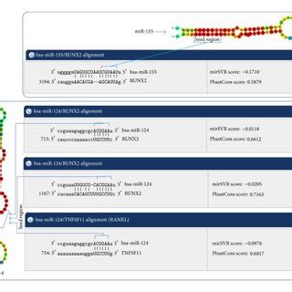 In Silico Hybridization Analysis Of MIR 124 And MIR 155 With The RUNX2