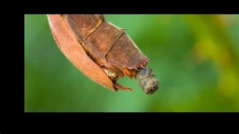 Spiny Leaf Insect Extatosoma Tiaratum Adult Female Egg And Frass