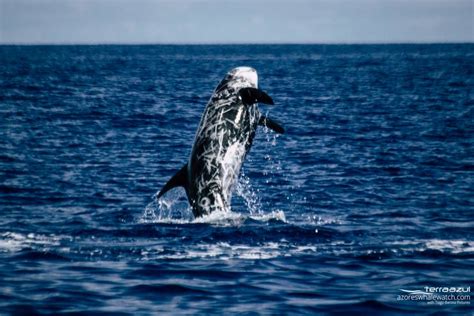 Rissos Dolphins Dancing And Mating Ritual Azores Whale Watching