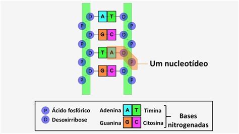 Dna E Rna As Diferenças Estrutura Função Toda Matéria