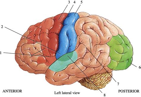 Functional Areas Of The Cerebral Cortex Diagram Quizlet