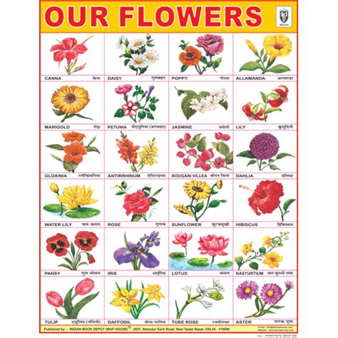 Flowers Chart Size 45 X 57 Cms