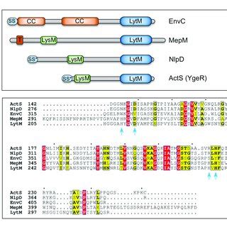 Domain Organization And Sequence Alignment Of LytM Domain Factors