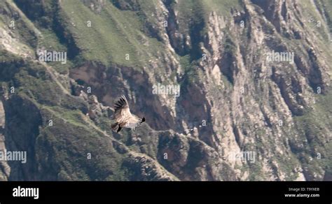 C Ndores Sobre El Ca N De Colca Condor Cruz O Cruz Del Condor Mirador