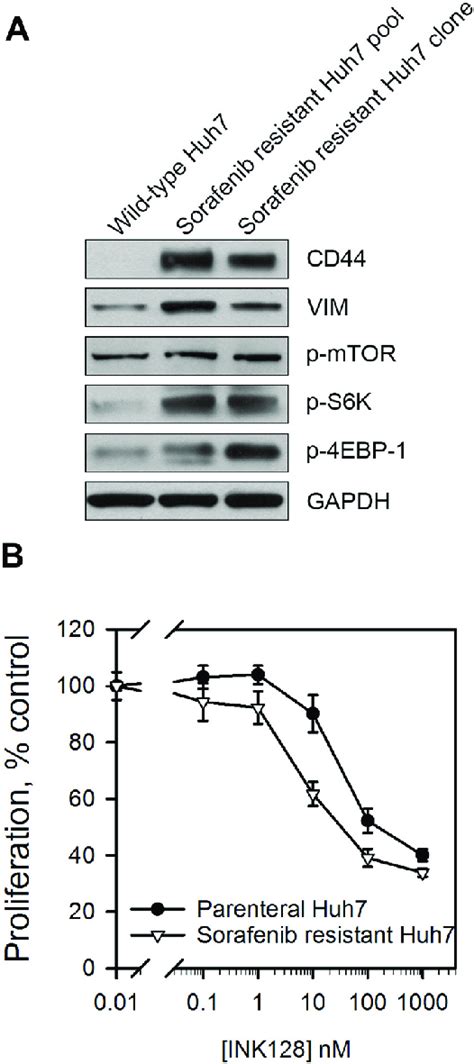 Sorafenib Resistant Cells Display Enhanced Mtor Pathway Activation And