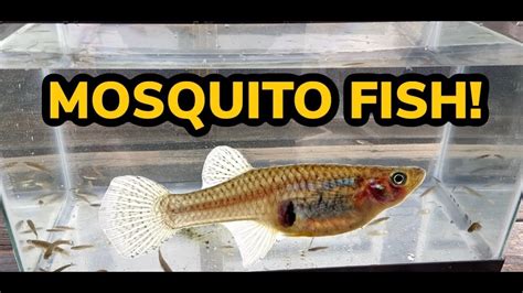 Mosquito Fish Aquarium