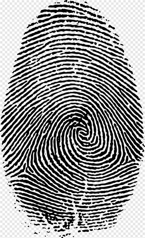 Fingerprint Live Scan Big Spiral Symmetry Png PNGEgg