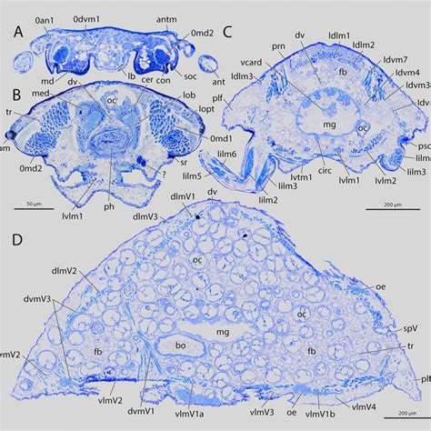 Female Of Mengenilla Moldrzyki Histological Cross Sections A Head