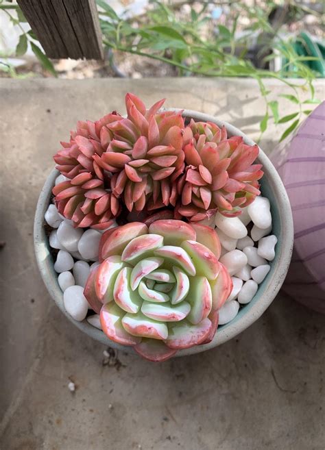 Echeveria luella cristata & echeveria pholshi 🔥🍒 : r/succulents