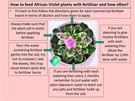 Fertilizer for African Violet Plants – Baby Violets