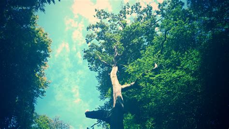 Sfondi Luce Del Sole Alberi Acqua Natura Erba Cielo Fotografia