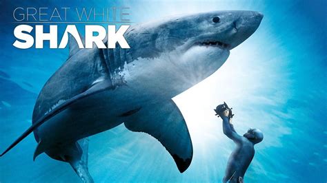 Watch Great White Shark (2013) Full Movie Free Online - Plex