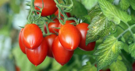 Tomaten Roma Flaschentomaten Roma Tomaten Eiertomaten G Nninger