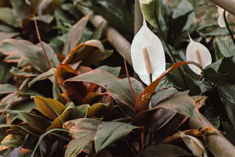 How to Care for Your Peace Lily Brown Leaves - LCHFacts