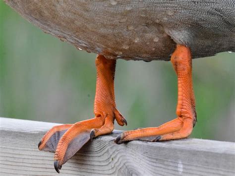 What Are Ducks Feet Called A Guide To Understanding Birdfact