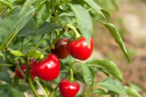 Pick A Pepper Plant Ground Cover The Best Hot Peppers To Add To