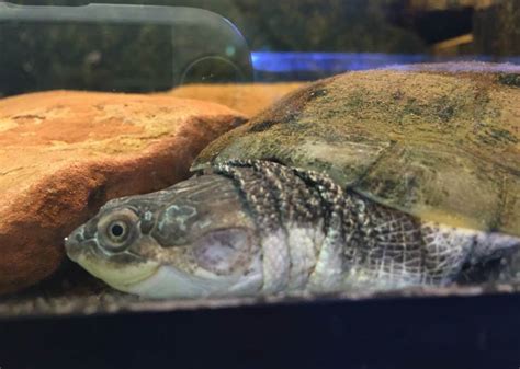 African Sideneck Turtle Care Guide and Species Profile