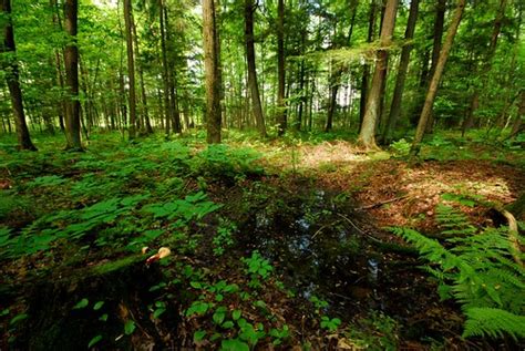 Forest Of Eastern Hemlock Tsuga Canadensis Little Bear H Flickr