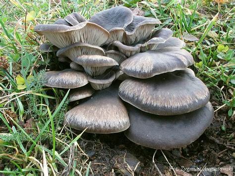 Boczniak Ostrygowaty Pleurotus Ostreatus Atlas Nagrzyby Pl