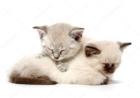 Two Cute Kittens Sleeping Stock Photo EEI Tony 32482819