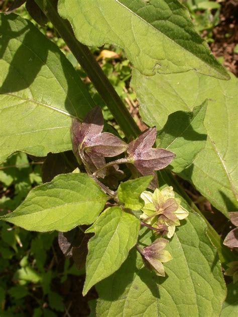 Jaltomata Procumbens Flickr