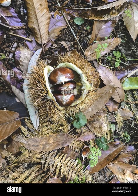 Chestnuts From El Pielago Forest Of Hinojosa De San Vicente Toledo