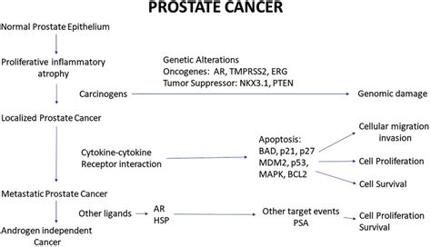 Prostate Cancer Pathway From Kegg Pathway The Immunohistochemistry Download Scientific Diagram