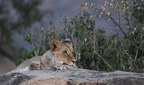 Ngorongoro Krater in Tansania Safaris Reiseführer